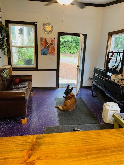 Dog relaxing in an office